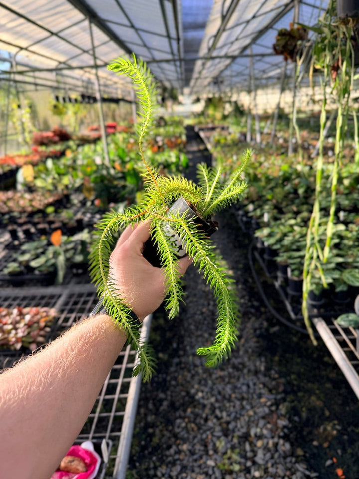 Handpicked 164 - Phlegmariurus Squarrosus [Huperzia Squarrosa] - QLD Coarse Water Tassel Fern | Uprooted