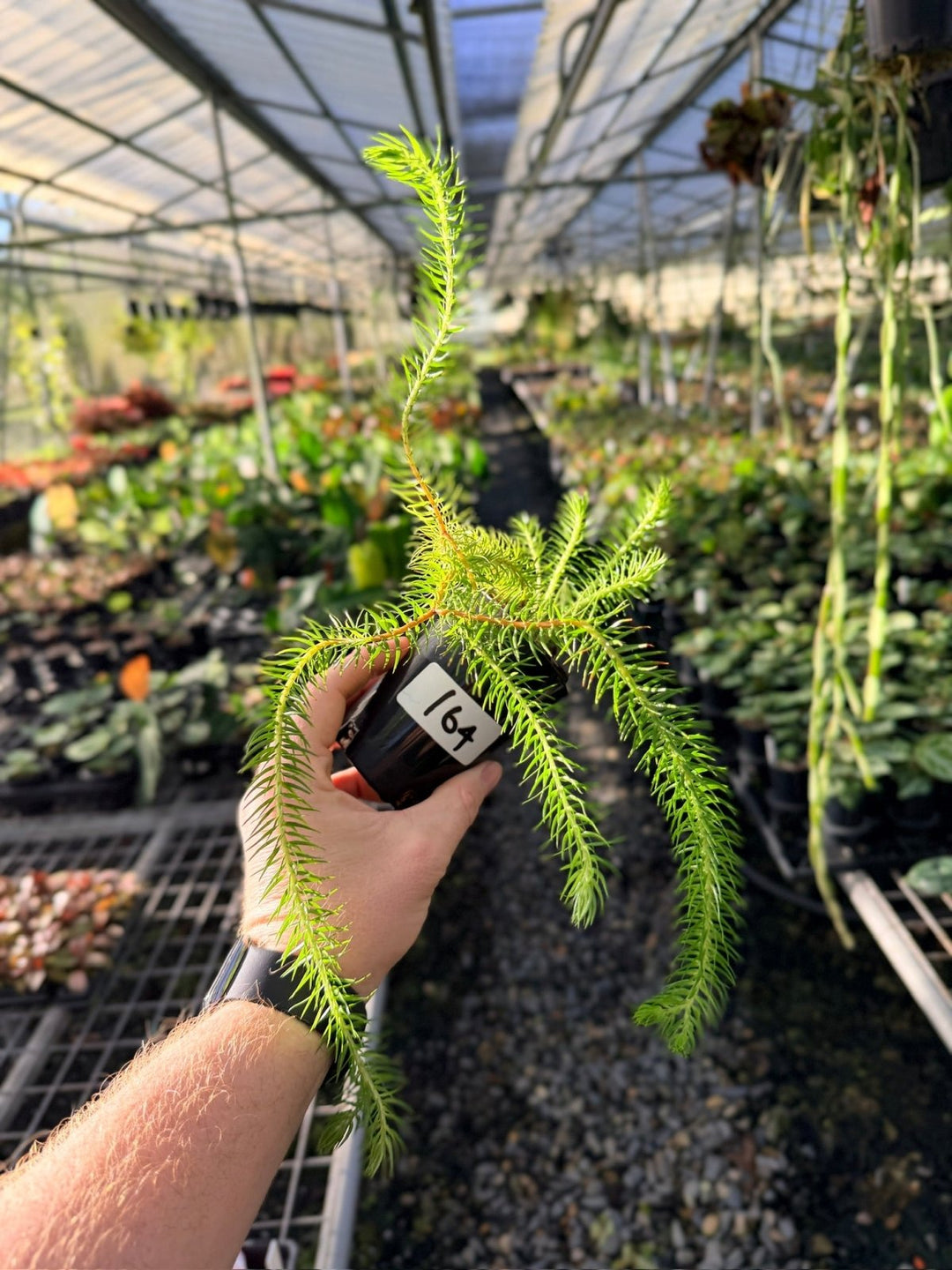 Handpicked 164 - Phlegmariurus Squarrosus [Huperzia Squarrosa] - QLD Coarse Water Tassel Fern | Uprooted