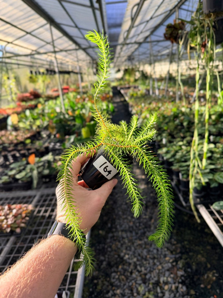 Handpicked 164 - Phlegmariurus Squarrosus [Huperzia Squarrosa] - QLD Coarse Water Tassel Fern | Uprooted