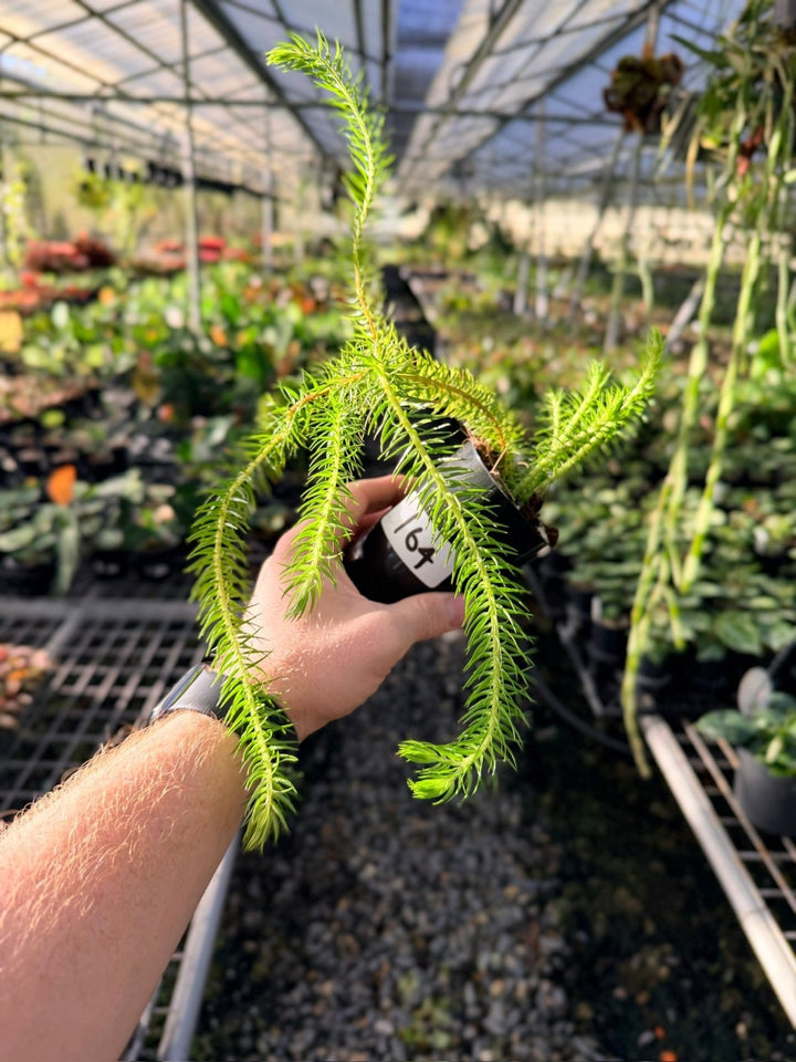 Handpicked 164 - Phlegmariurus Squarrosus [Huperzia Squarrosa] - QLD Coarse Water Tassel Fern | Uprooted