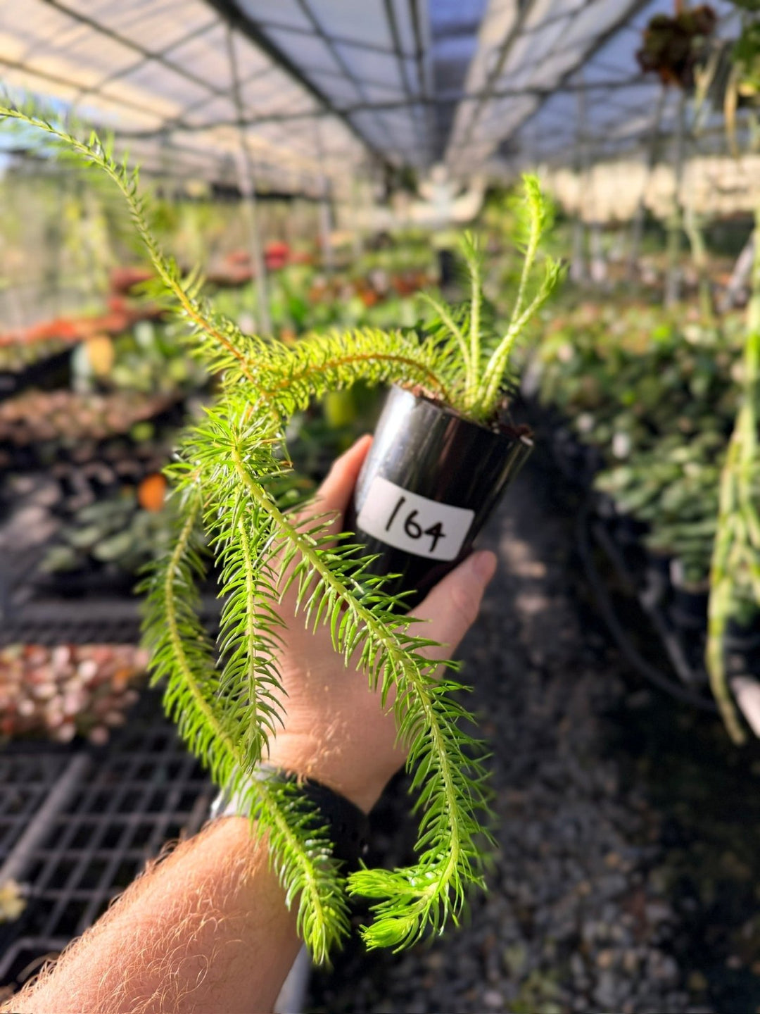 Handpicked 164 - Phlegmariurus Squarrosus [Huperzia Squarrosa] - QLD Coarse Water Tassel Fern | Uprooted