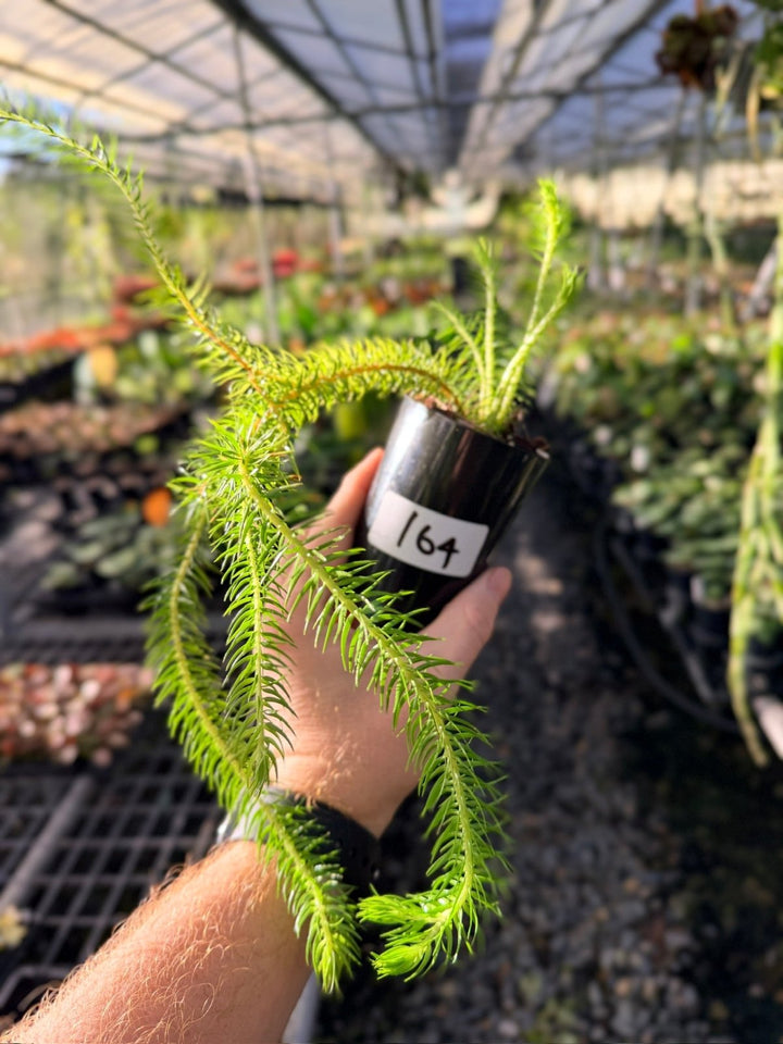 Handpicked 164 - Phlegmariurus Squarrosus [Huperzia Squarrosa] - QLD Coarse Water Tassel Fern | Uprooted