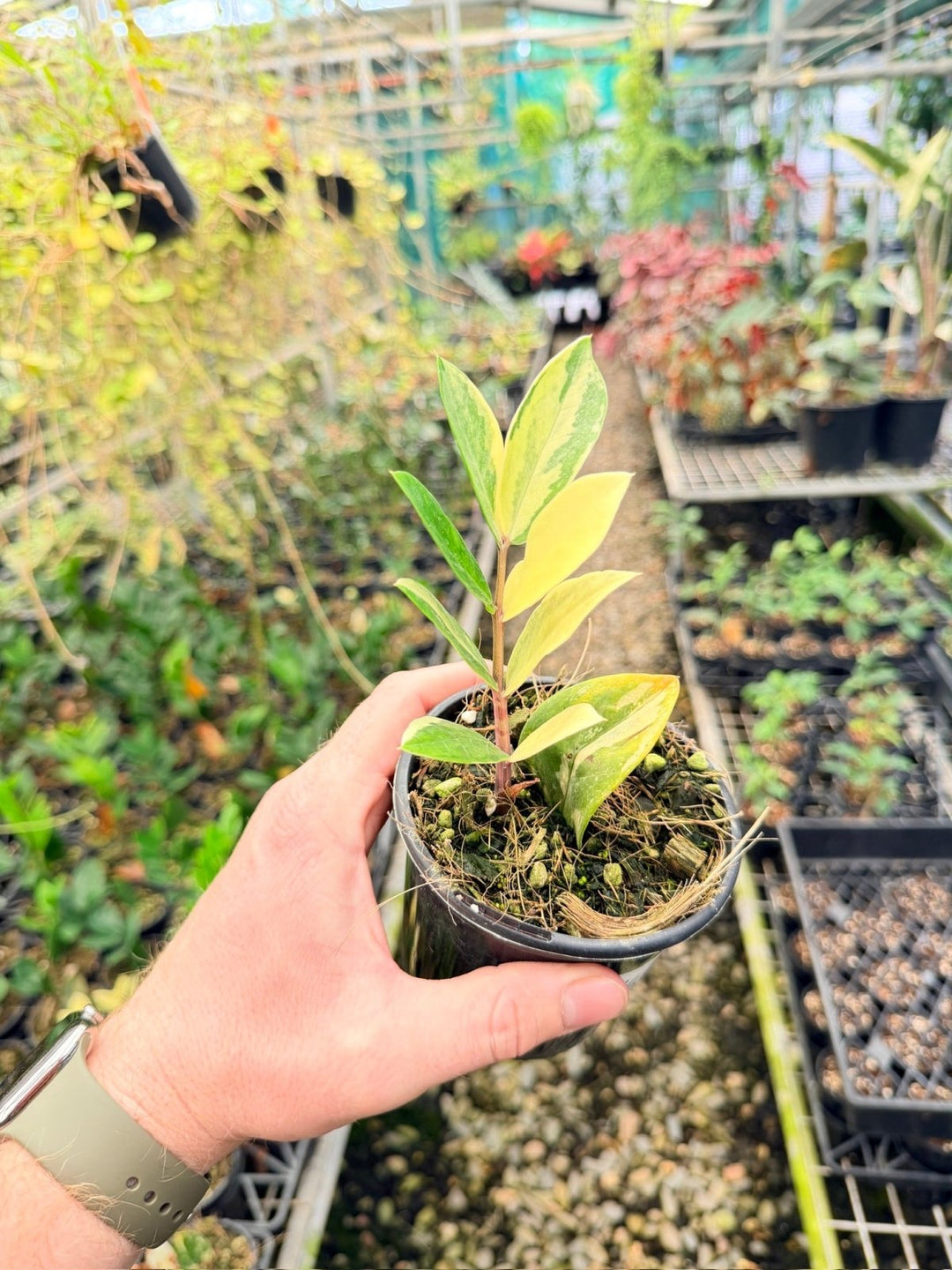Handpicked 165 - Zamioculcas Zamiifolia Variegata | Uprooted