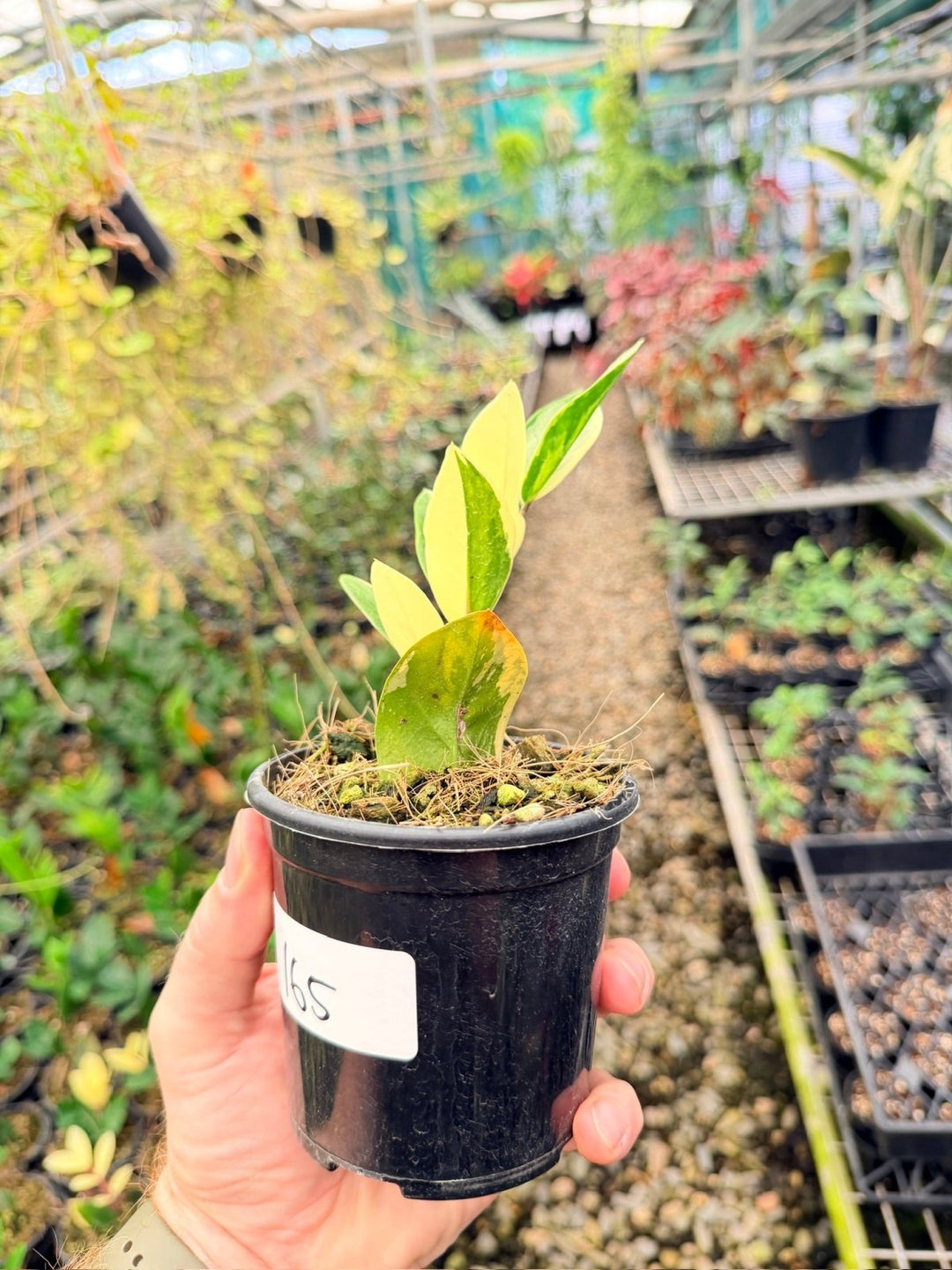 Handpicked 165 - Zamioculcas Zamiifolia Variegata | Uprooted