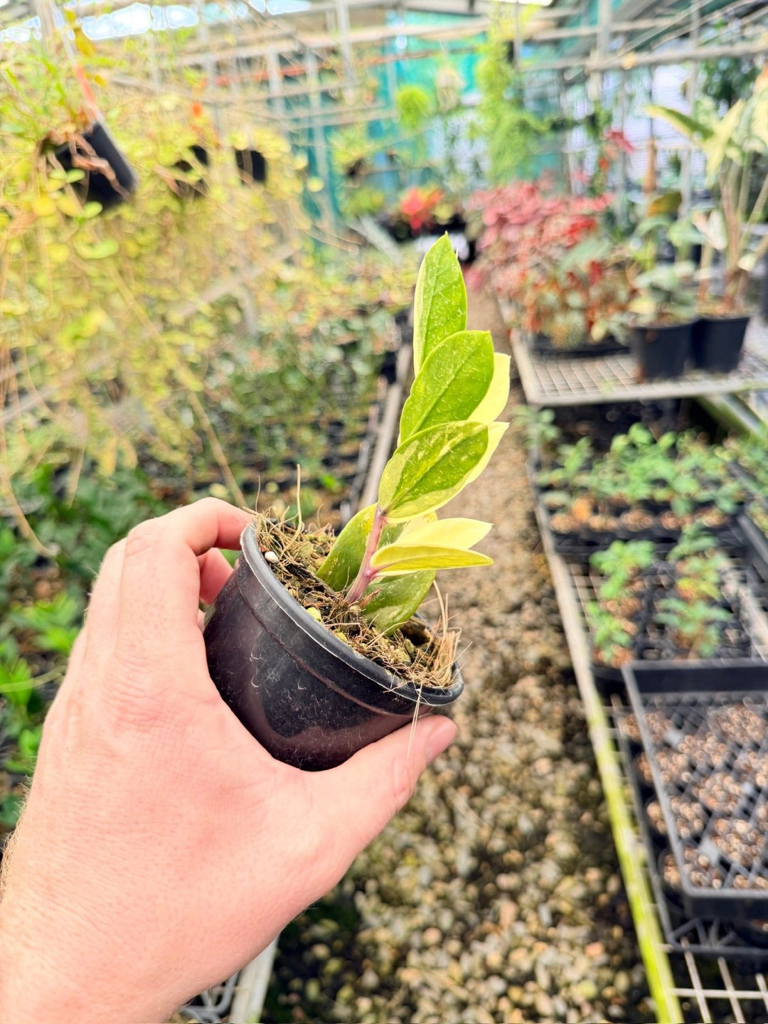 Handpicked 165 - Zamioculcas Zamiifolia Variegata | Uprooted
