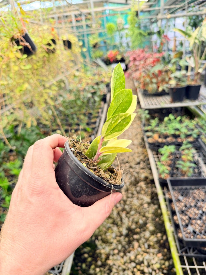 Handpicked 165 - Zamioculcas Zamiifolia Variegata | Uprooted