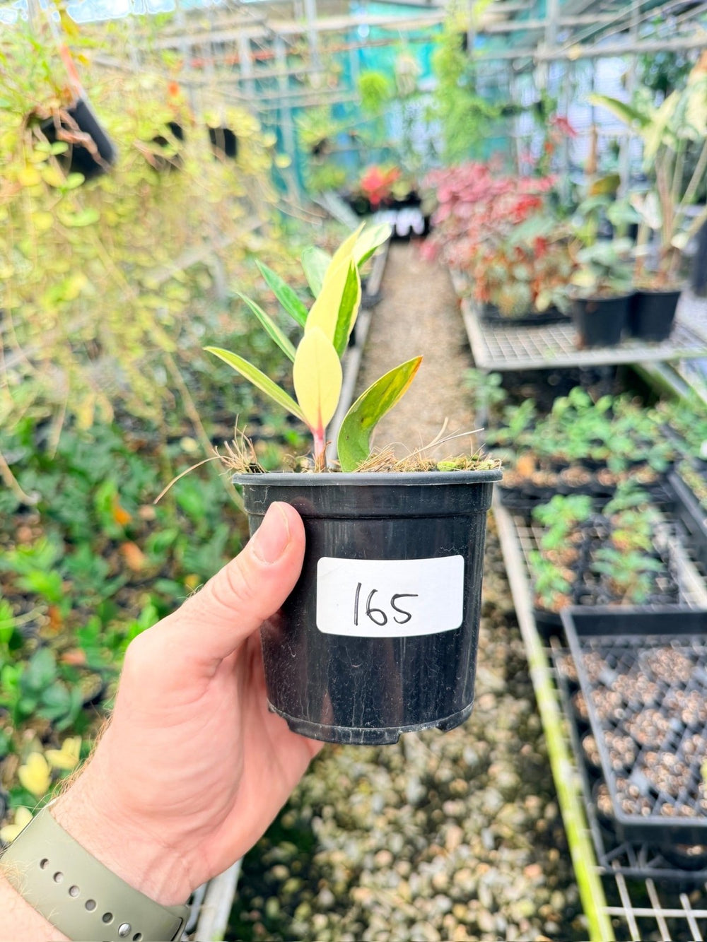 Handpicked 165 - Zamioculcas Zamiifolia Variegata | Uprooted