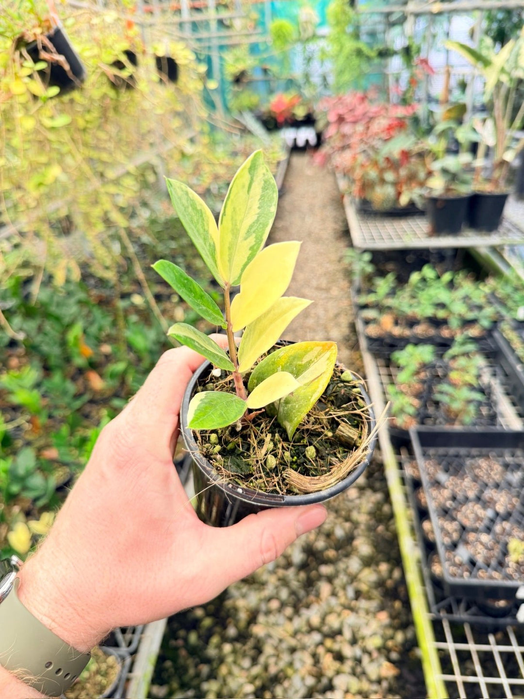 Handpicked 165 - Zamioculcas Zamiifolia Variegata | Uprooted