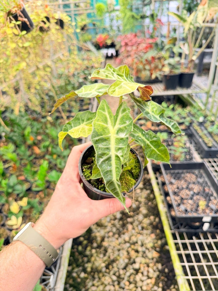 Handpicked 166 - Alocasia Amazonica Variegata | Uprooted
