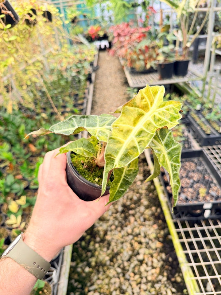 Handpicked 166 - Alocasia Amazonica Variegata | Uprooted