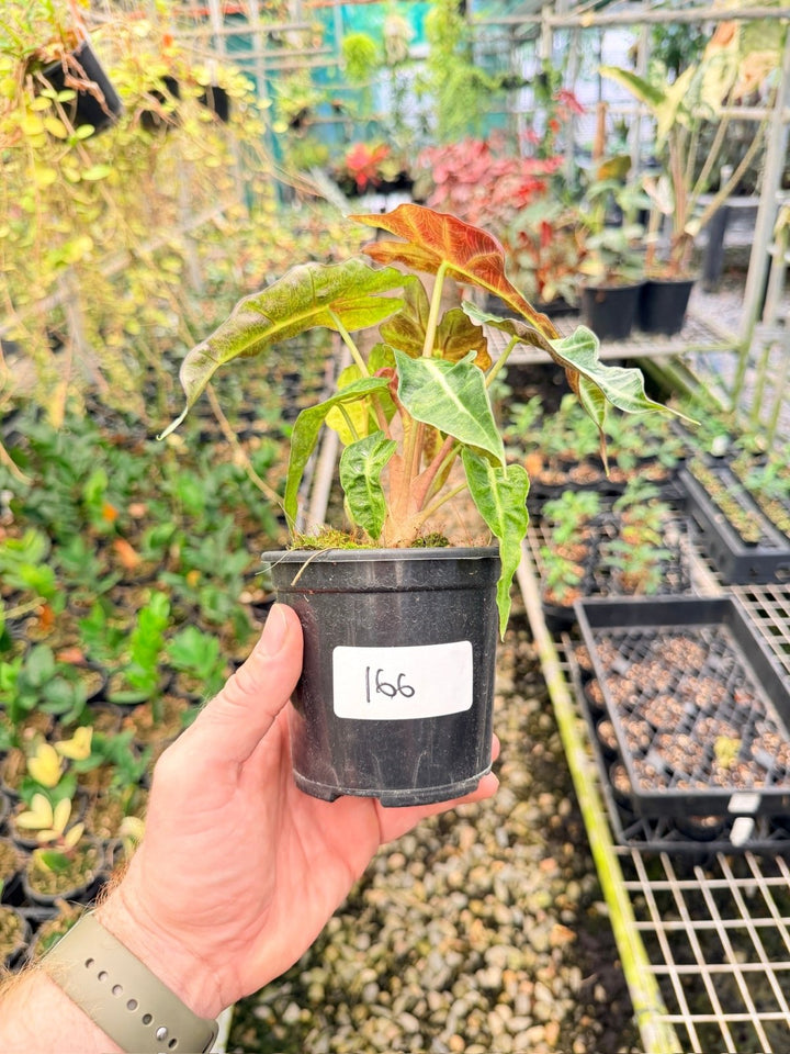 Handpicked 166 - Alocasia Amazonica Variegata | Uprooted