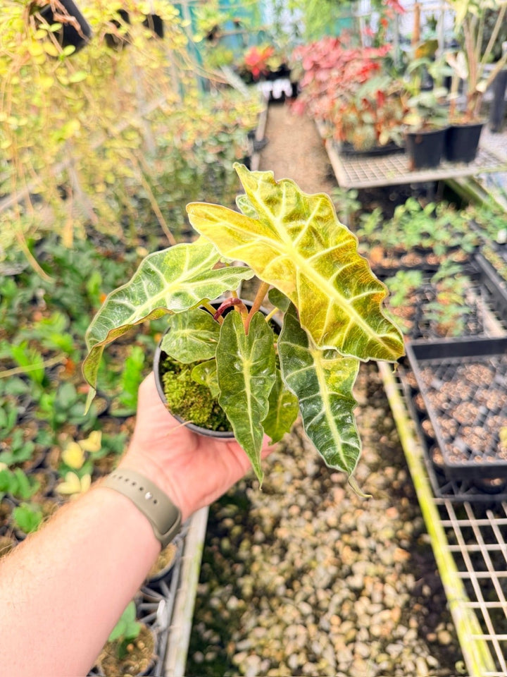 Handpicked 166 - Alocasia Amazonica Variegata | Uprooted