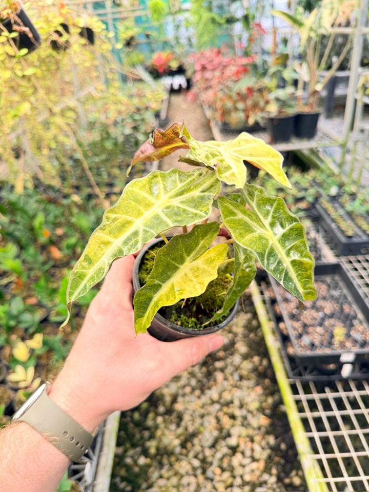 Handpicked 166 - Alocasia Amazonica Variegata | Uprooted