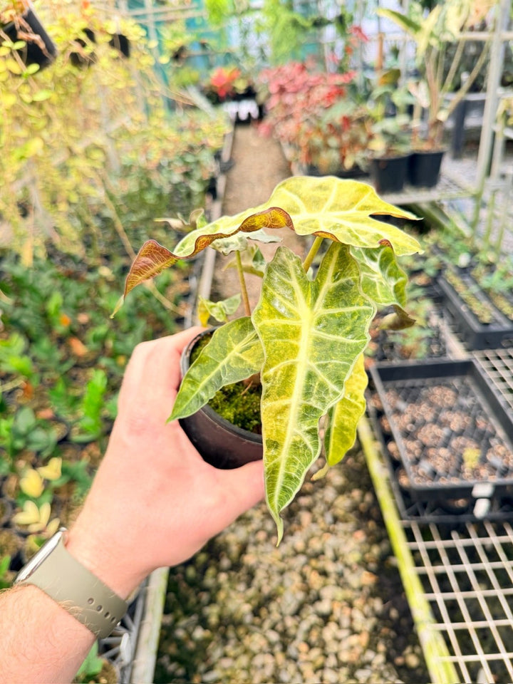 Handpicked 166 - Alocasia Amazonica Variegata | Uprooted