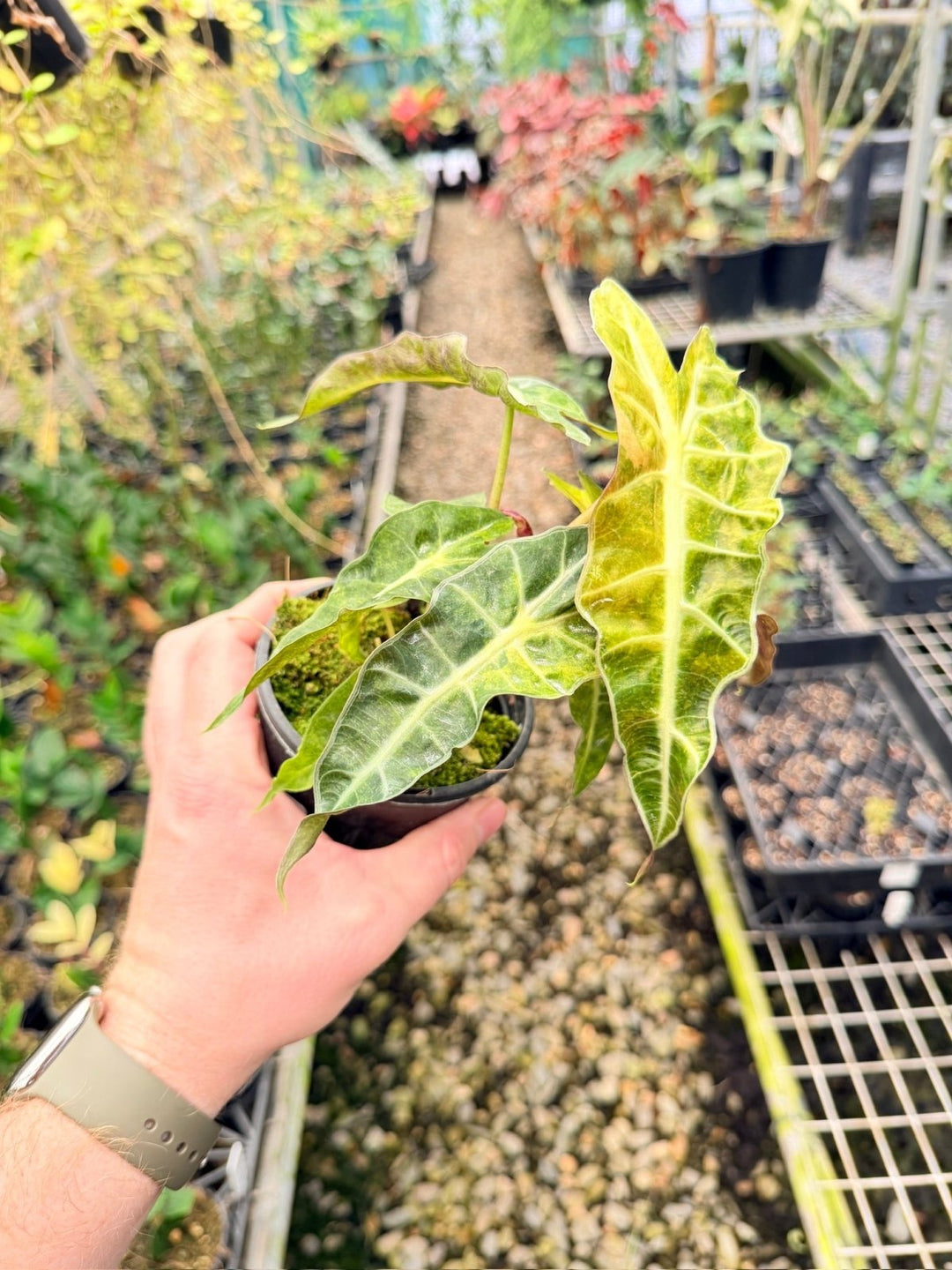 Handpicked 166 - Alocasia Amazonica Variegata | Uprooted