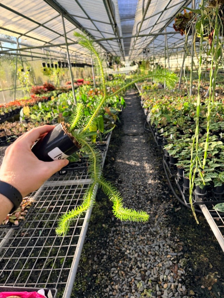 Handpicked 166 - Phlegmariurus Squarrosus [Huperzia Squarrosa] - Papua New Guinea Rock/Water Tassel Fern | Uprooted