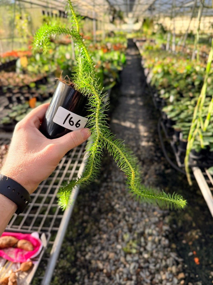 Handpicked 166 - Phlegmariurus Squarrosus [Huperzia Squarrosa] - Papua New Guinea Rock/Water Tassel Fern | Uprooted
