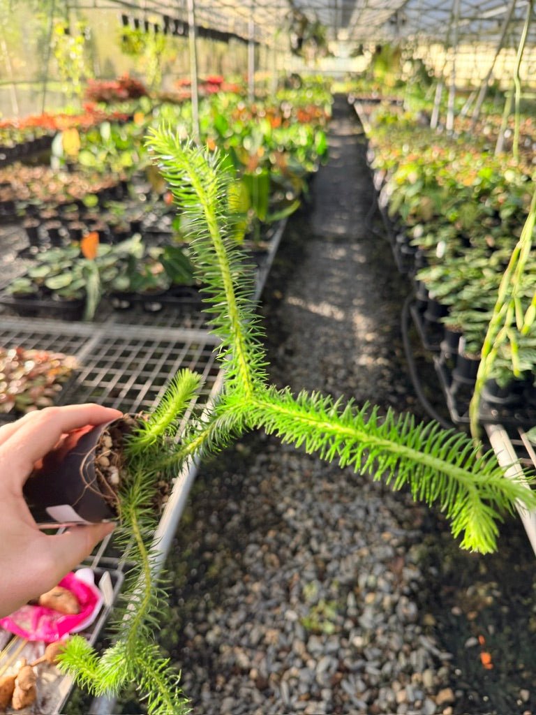 Handpicked 166 - Phlegmariurus Squarrosus [Huperzia Squarrosa] - Papua New Guinea Rock/Water Tassel Fern | Uprooted