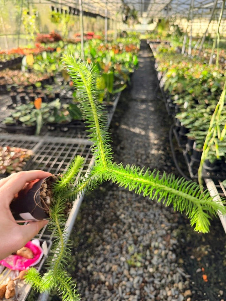 Handpicked 166 - Phlegmariurus Squarrosus [Huperzia Squarrosa] - Papua New Guinea Rock/Water Tassel Fern | Uprooted