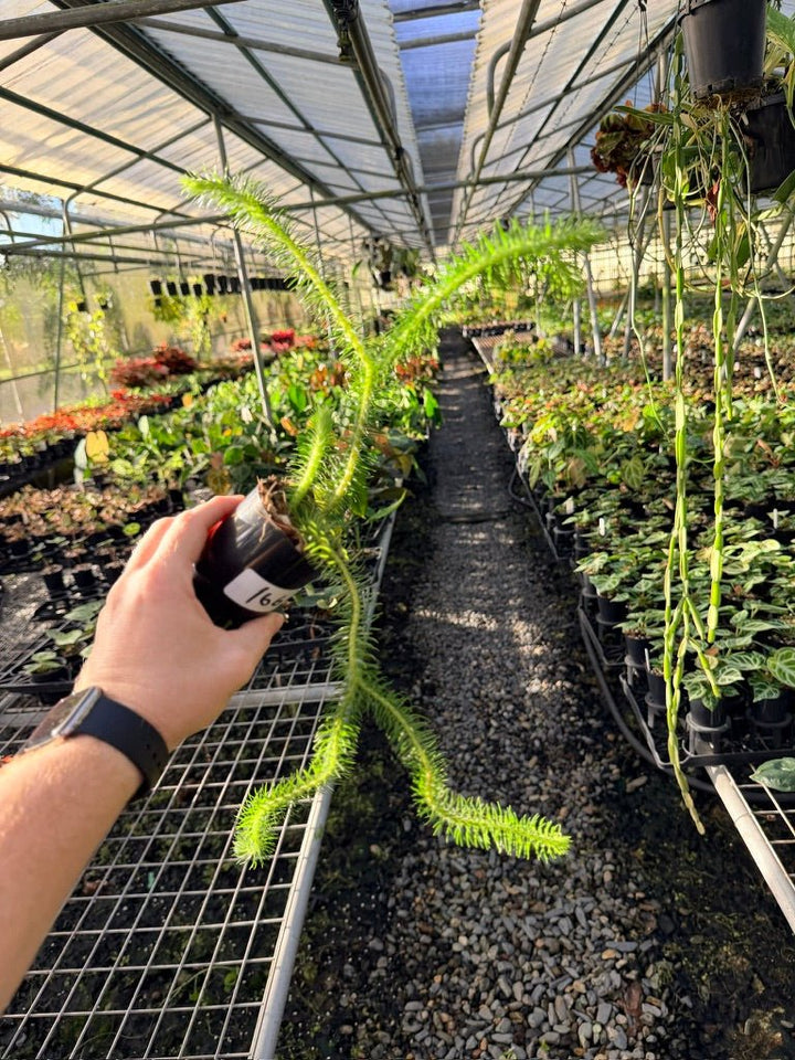 Handpicked 166 - Phlegmariurus Squarrosus [Huperzia Squarrosa] - Papua New Guinea Rock/Water Tassel Fern | Uprooted