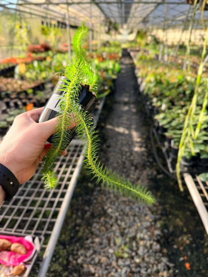 Handpicked 166 - Phlegmariurus Squarrosus [Huperzia Squarrosa] - Papua New Guinea Rock/Water Tassel Fern | Uprooted