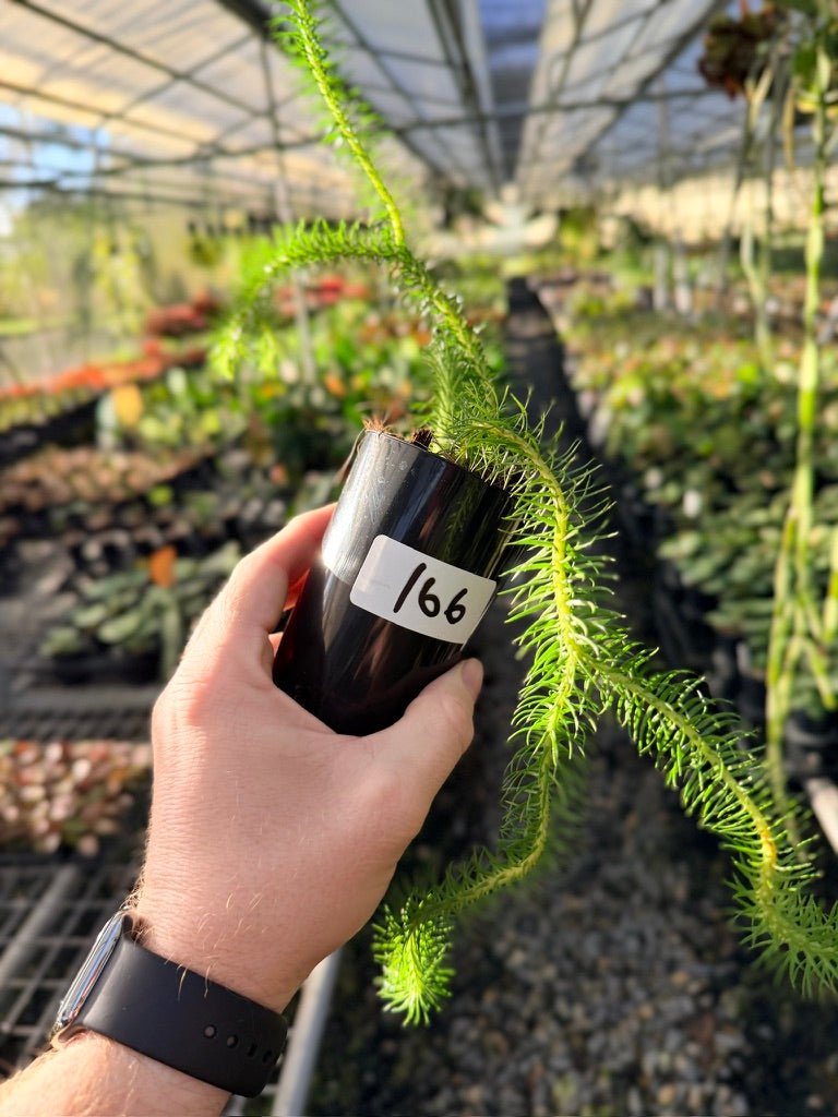 Handpicked 166 - Phlegmariurus Squarrosus [Huperzia Squarrosa] - Papua New Guinea Rock/Water Tassel Fern | Uprooted