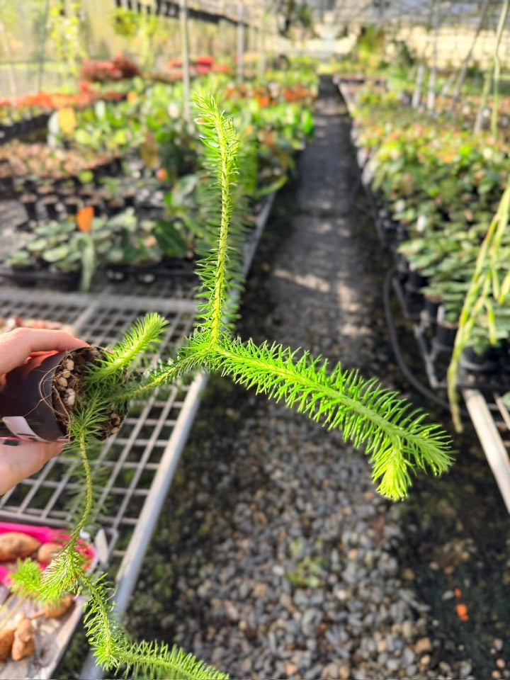 Handpicked 166 - Phlegmariurus Squarrosus [Huperzia Squarrosa] - Papua New Guinea Rock/Water Tassel Fern | Uprooted