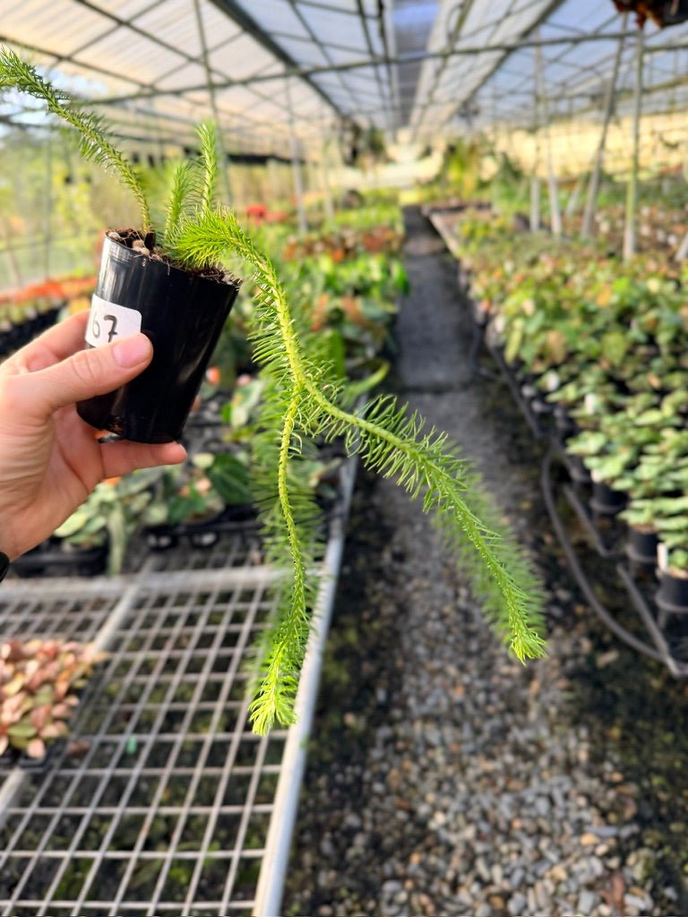 Handpicked 167 - Phlegmariurus Squarrosus [Huperzia Squarrosa] - Papua New Guinea Rock/Water Tassel Fern | Uprooted