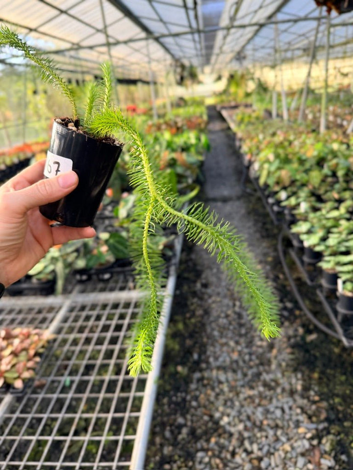 Handpicked 167 - Phlegmariurus Squarrosus [Huperzia Squarrosa] - Papua New Guinea Rock/Water Tassel Fern | Uprooted