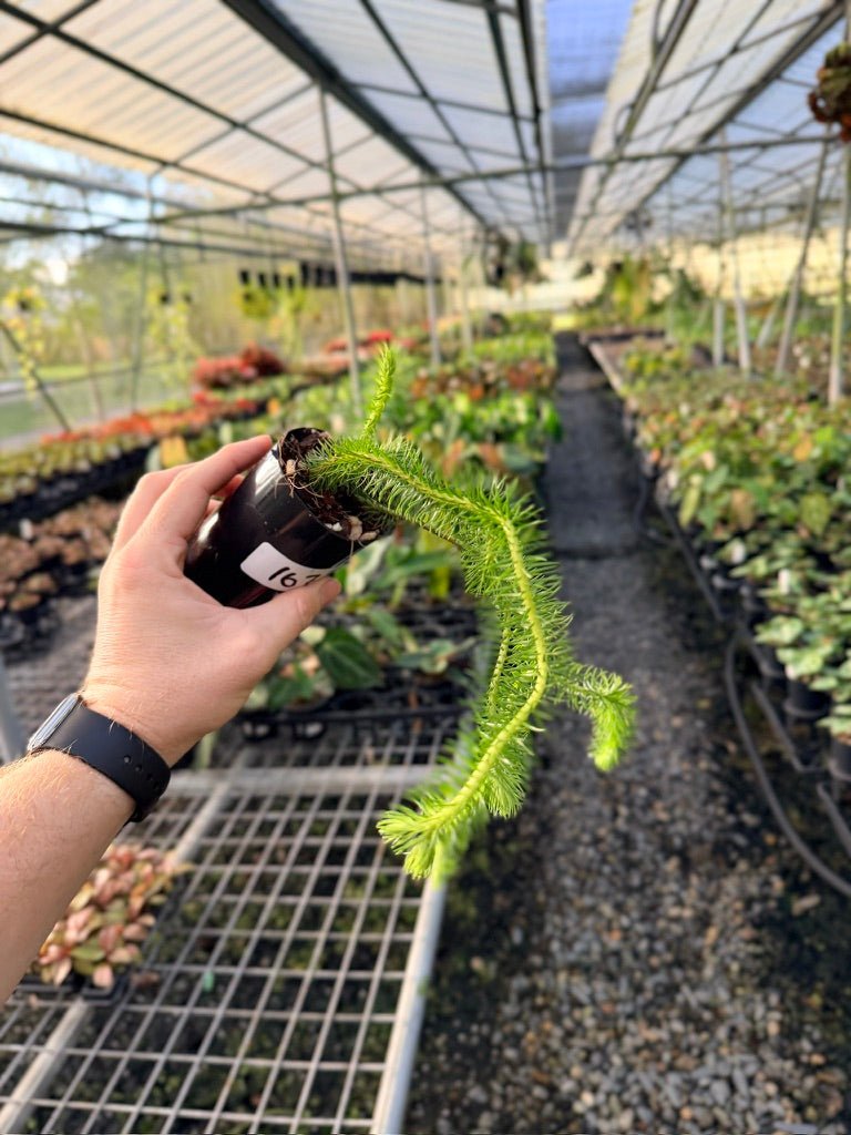 Handpicked 167 - Phlegmariurus Squarrosus [Huperzia Squarrosa] - Papua New Guinea Rock/Water Tassel Fern | Uprooted