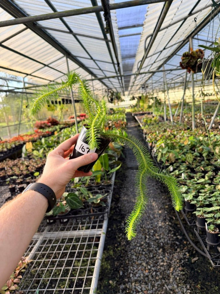Handpicked 167 - Phlegmariurus Squarrosus [Huperzia Squarrosa] - Papua New Guinea Rock/Water Tassel Fern | Uprooted