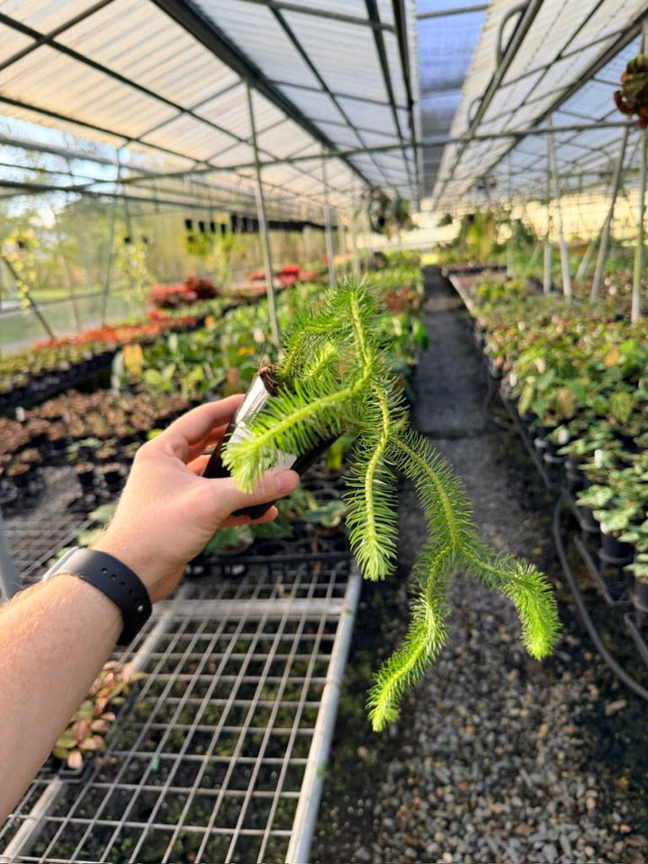 Handpicked 167 - Phlegmariurus Squarrosus [Huperzia Squarrosa] - Papua New Guinea Rock/Water Tassel Fern | Uprooted