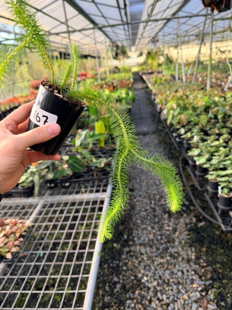 Handpicked 167 - Phlegmariurus Squarrosus [Huperzia Squarrosa] - Papua New Guinea Rock/Water Tassel Fern | Uprooted