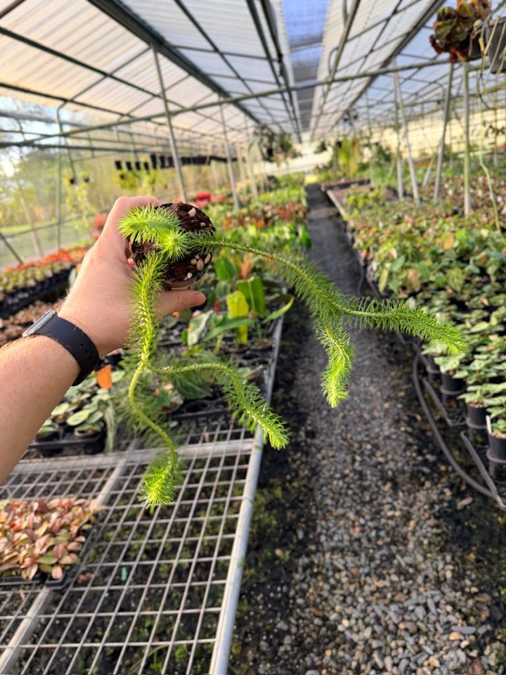 Handpicked 167 - Phlegmariurus Squarrosus [Huperzia Squarrosa] - Papua New Guinea Rock/Water Tassel Fern | Uprooted