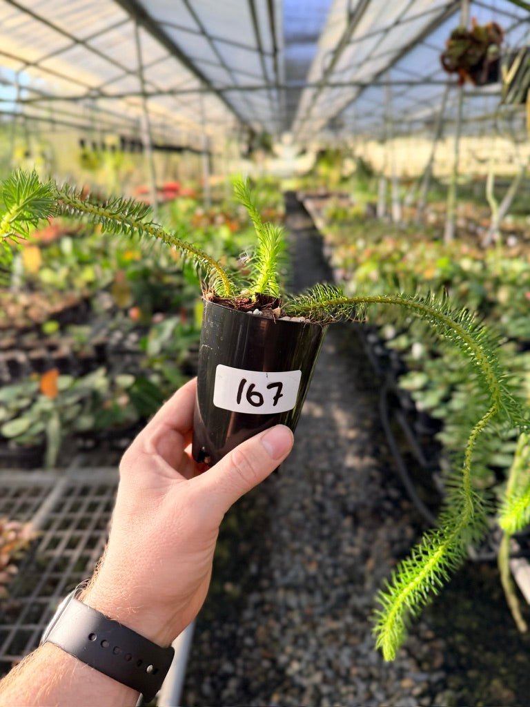 Handpicked 167 - Phlegmariurus Squarrosus [Huperzia Squarrosa] - Papua New Guinea Rock/Water Tassel Fern | Uprooted