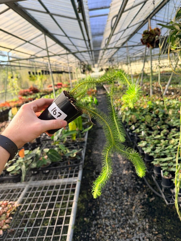 Handpicked 167 - Phlegmariurus Squarrosus [Huperzia Squarrosa] - Papua New Guinea Rock/Water Tassel Fern | Uprooted