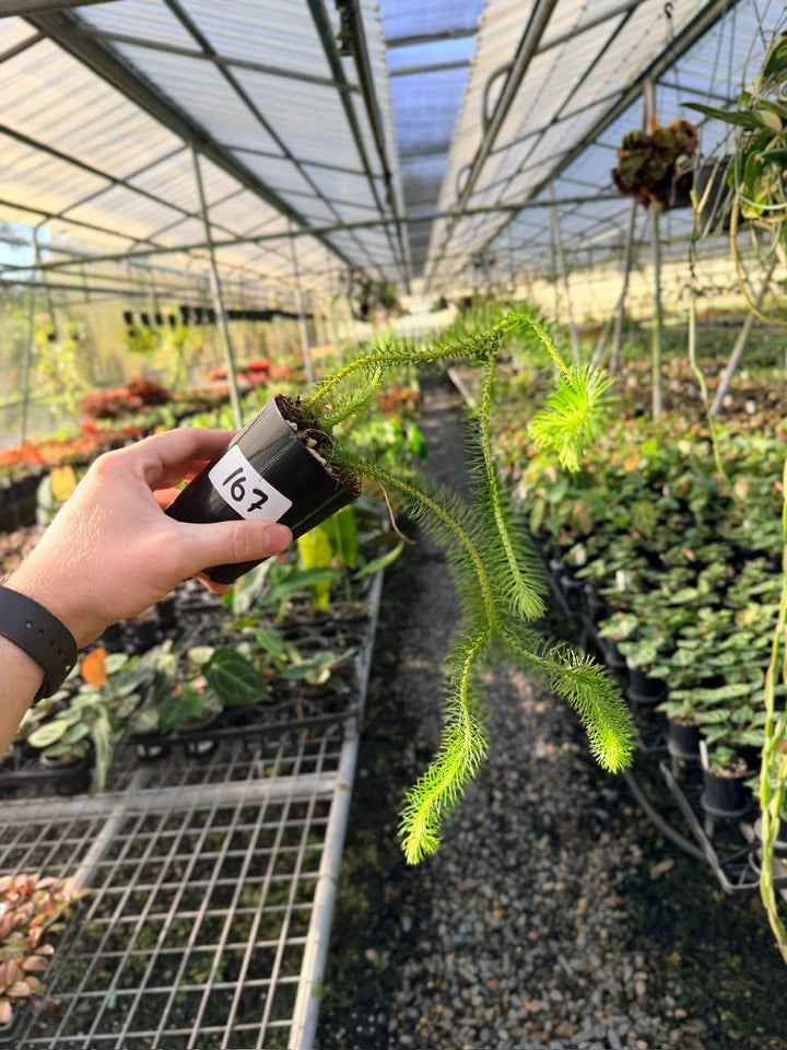 Handpicked 167 - Phlegmariurus Squarrosus [Huperzia Squarrosa] - Papua New Guinea Rock/Water Tassel Fern | Uprooted
