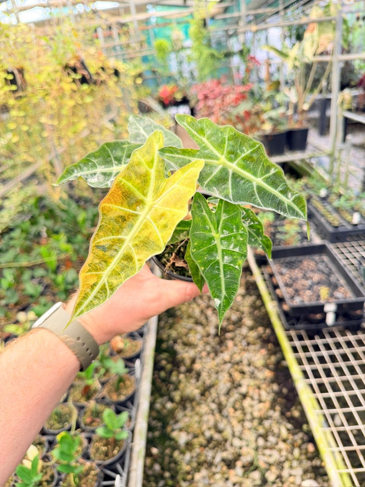 Handpicked 168 - Alocasia Amazonica Variegata | Uprooted
