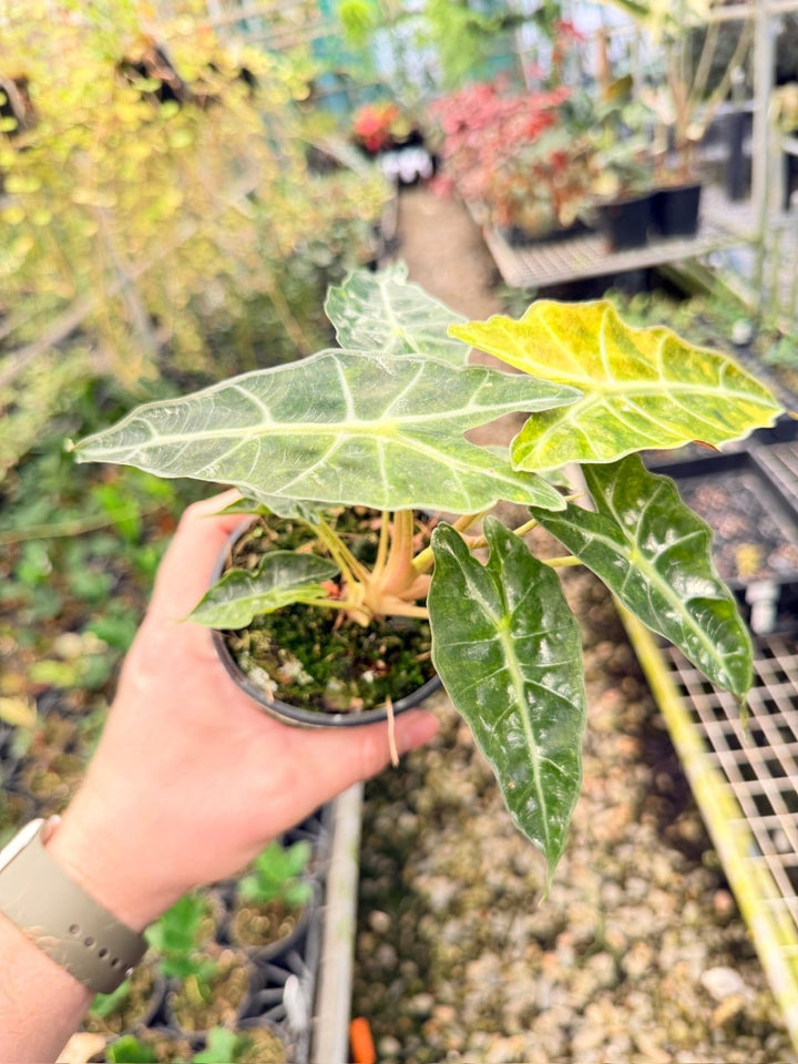 Handpicked 168 - Alocasia Amazonica Variegata | Uprooted