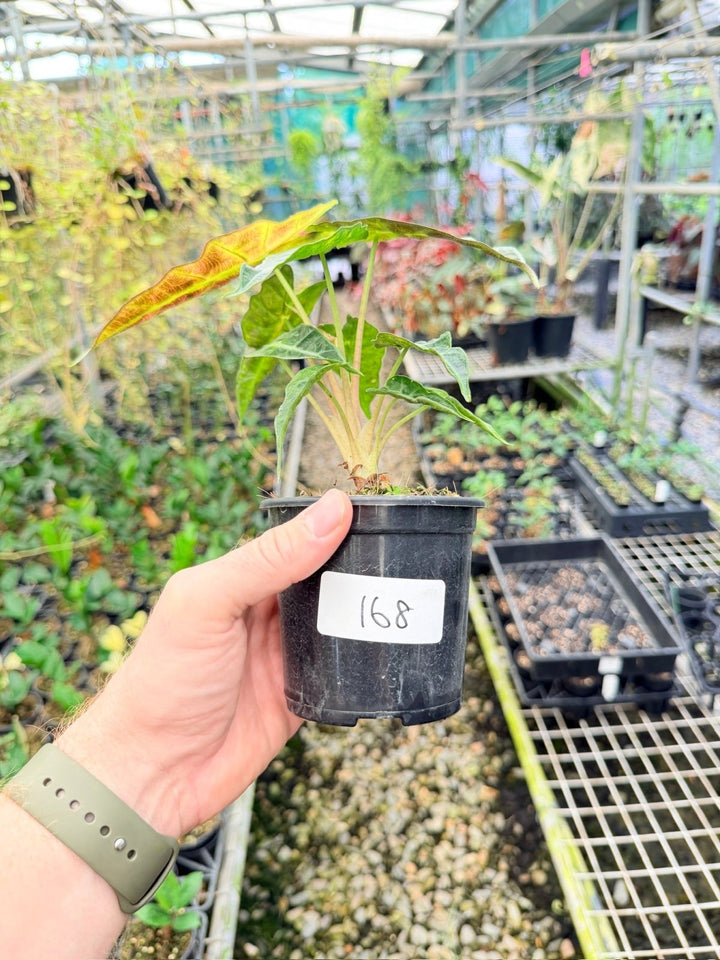 Handpicked 168 - Alocasia Amazonica Variegata | Uprooted