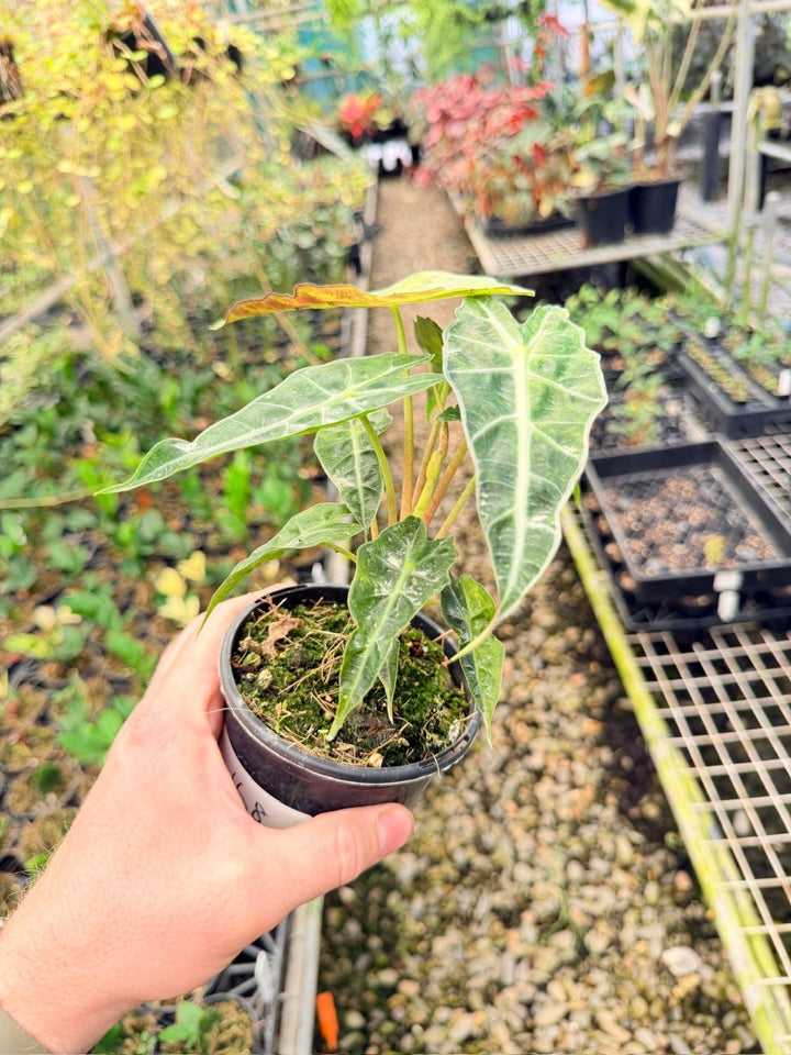 Handpicked 168 - Alocasia Amazonica Variegata | Uprooted