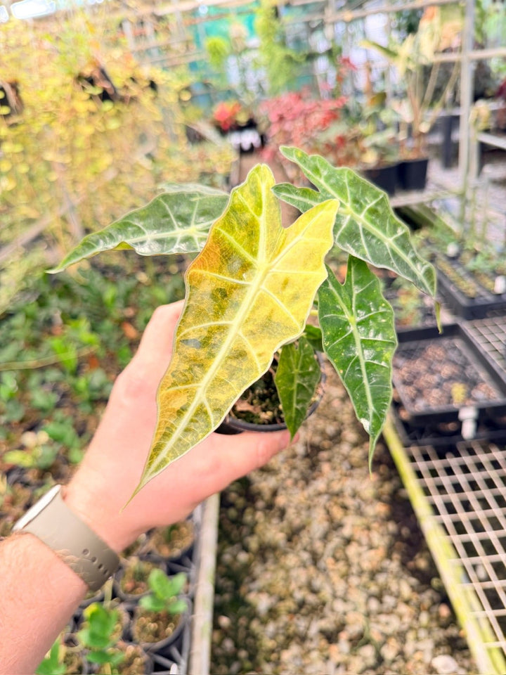 Handpicked 168 - Alocasia Amazonica Variegata | Uprooted
