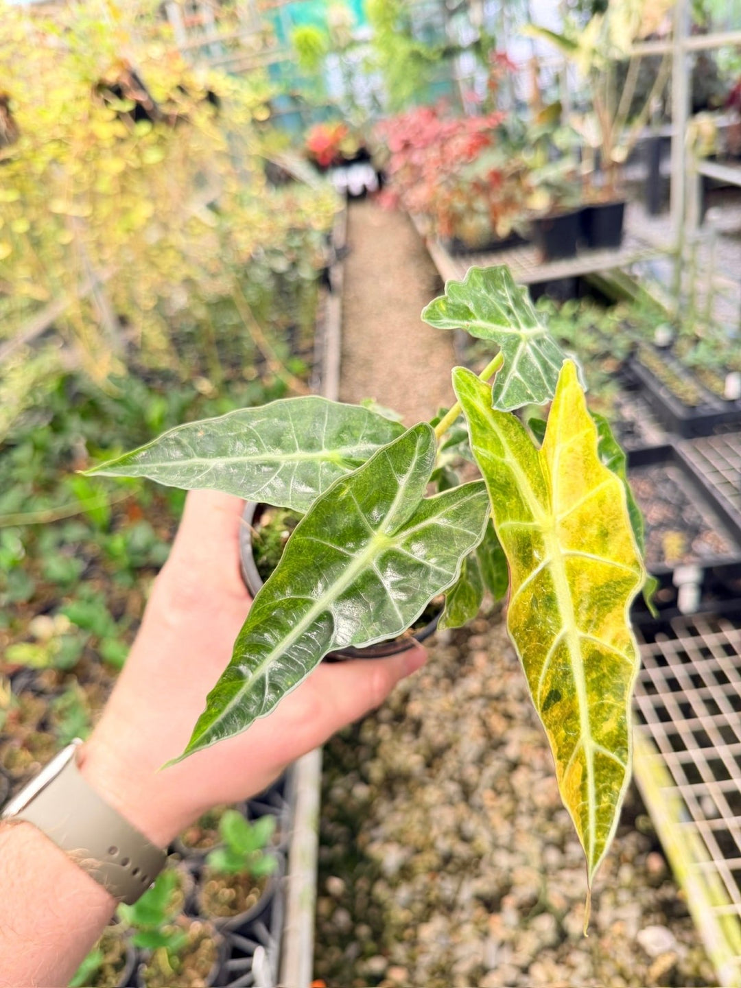 Handpicked 168 - Alocasia Amazonica Variegata | Uprooted