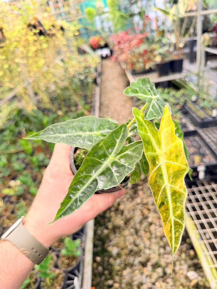 Handpicked 168 - Alocasia Amazonica Variegata | Uprooted