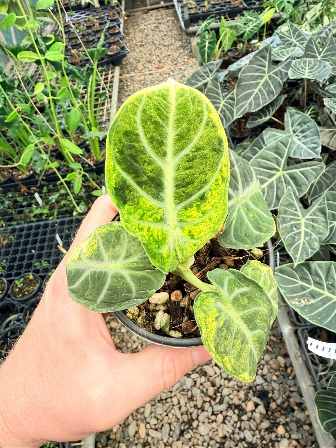 Handpicked 169 - Alocasia Reginula - Ninja Variegated | Uprooted