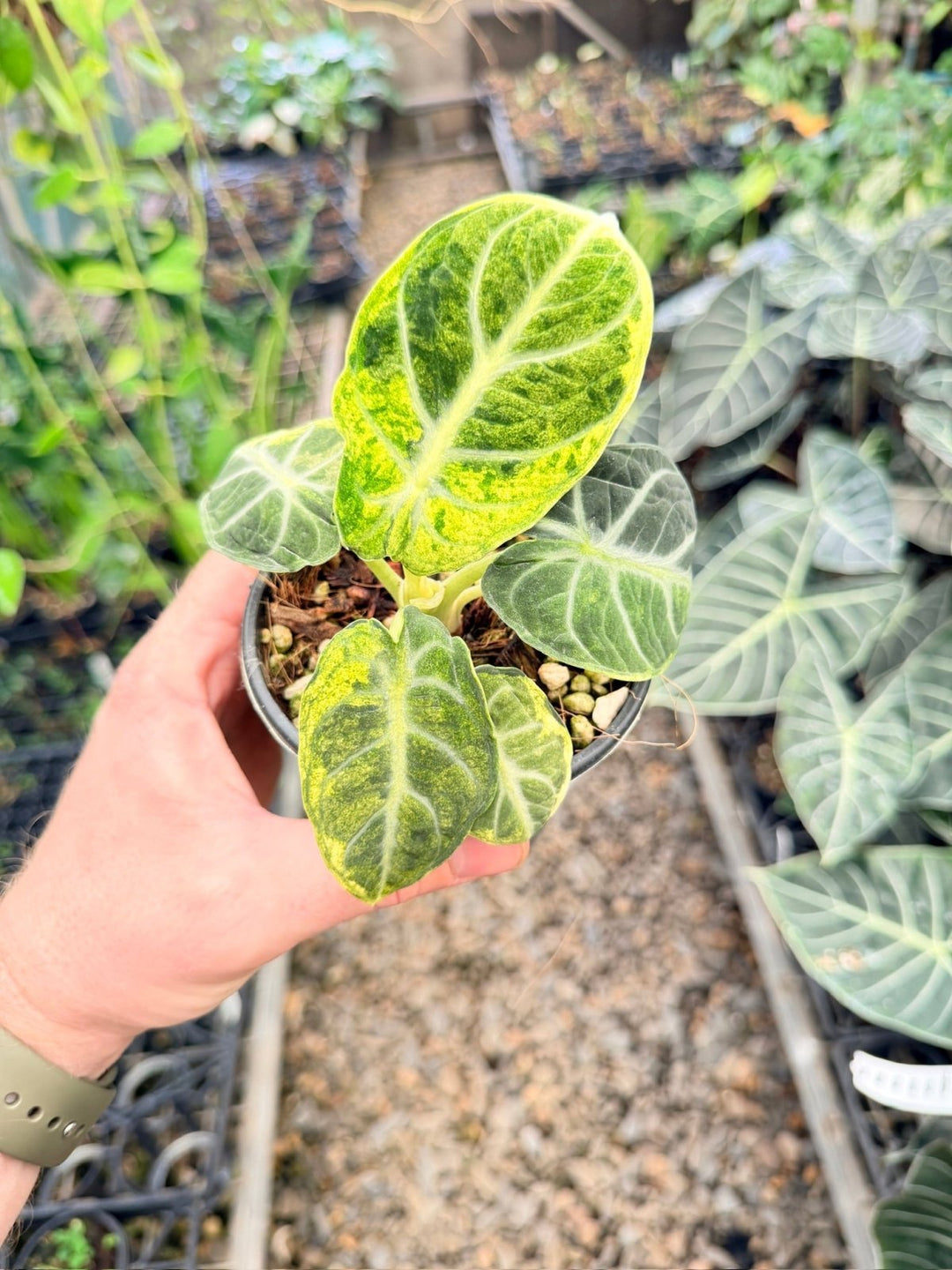 Handpicked 169 - Alocasia Reginula - Ninja Variegated | Uprooted
