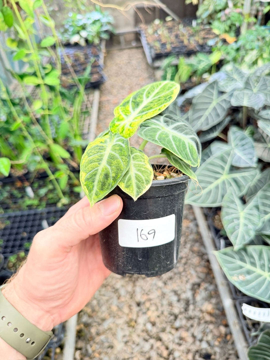 Handpicked 169 - Alocasia Reginula - Ninja Variegated | Uprooted