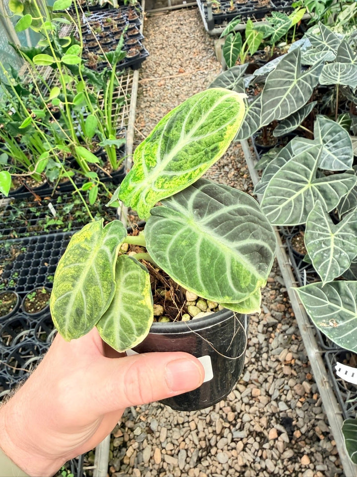 Handpicked 169 - Alocasia Reginula - Ninja Variegated | Uprooted