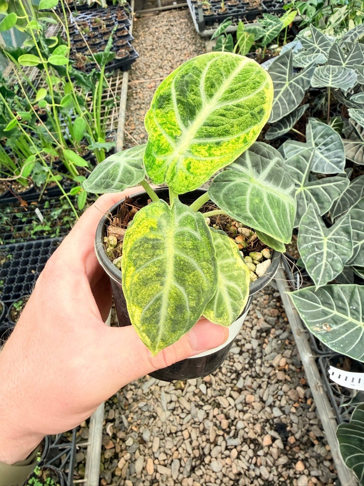 Handpicked 169 - Alocasia Reginula - Ninja Variegated | Uprooted