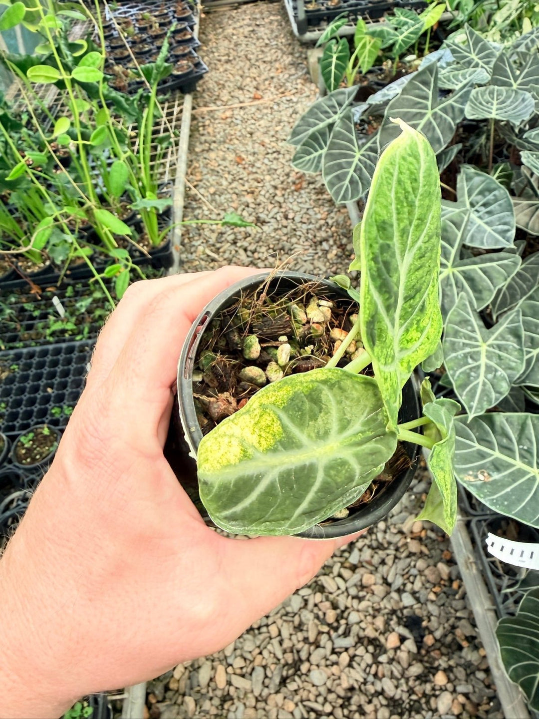 Handpicked 169 - Alocasia Reginula - Ninja Variegated | Uprooted
